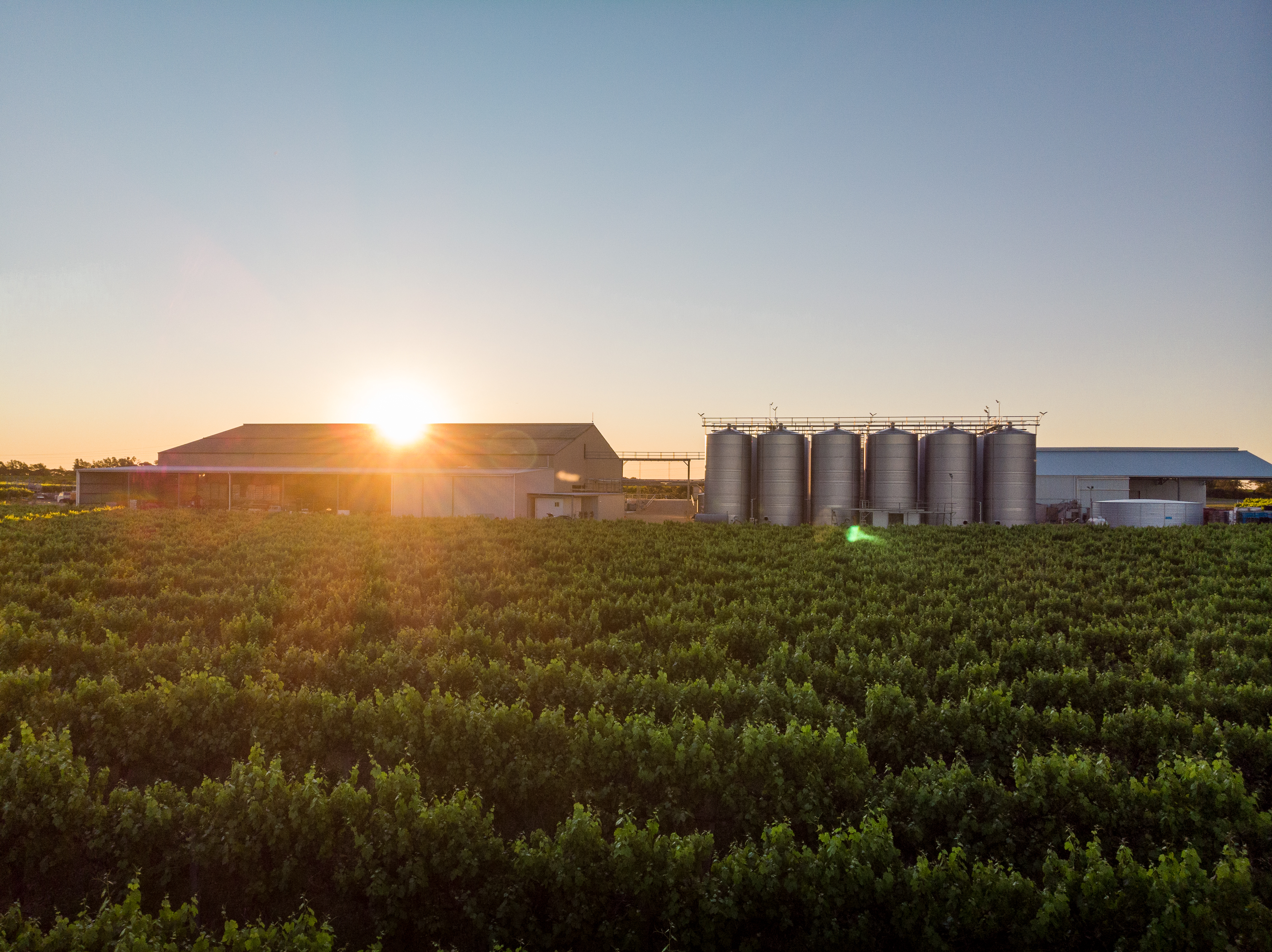 Sunset at vineyard 